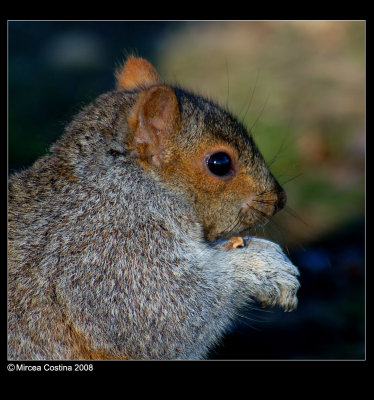 sciurus-carolinensis-9.jpg