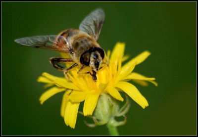 Hoverfly-2.jpg