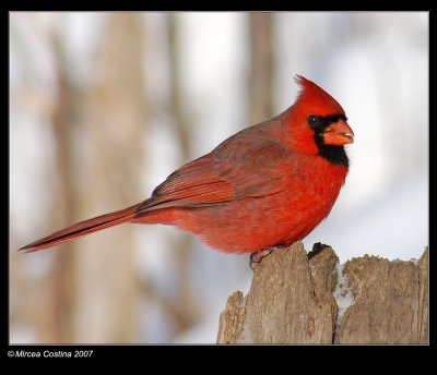 Northern-Cardinal