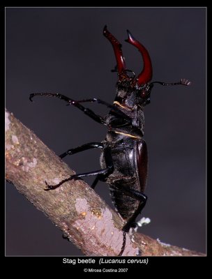 Lucanus cervus.jpg