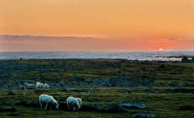 Sheeps at Sunset