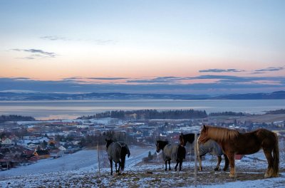 The horses & their view at Levanger