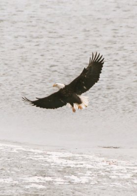 Eagle-2007.