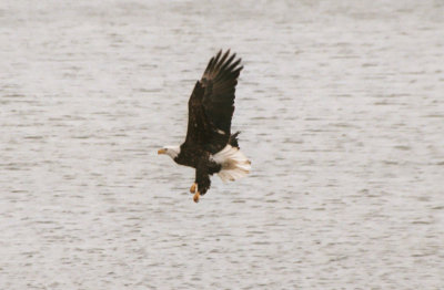 Eagle-2007