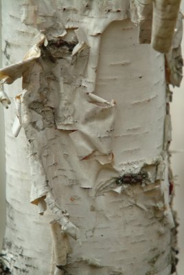 Birch Pattern