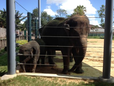 elephants