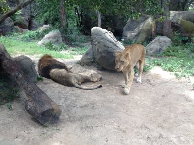 lions