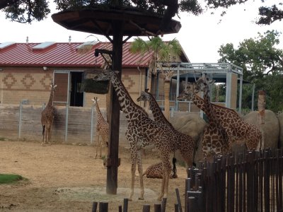 giraffes