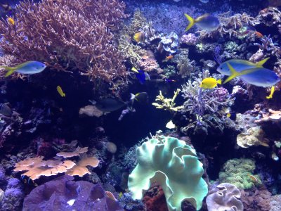 aquarium