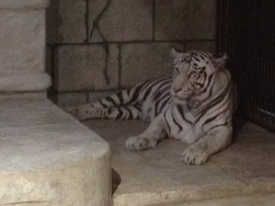 white tiger