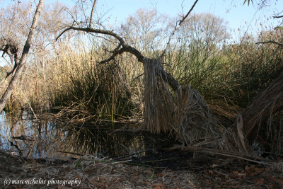 rags & reeds