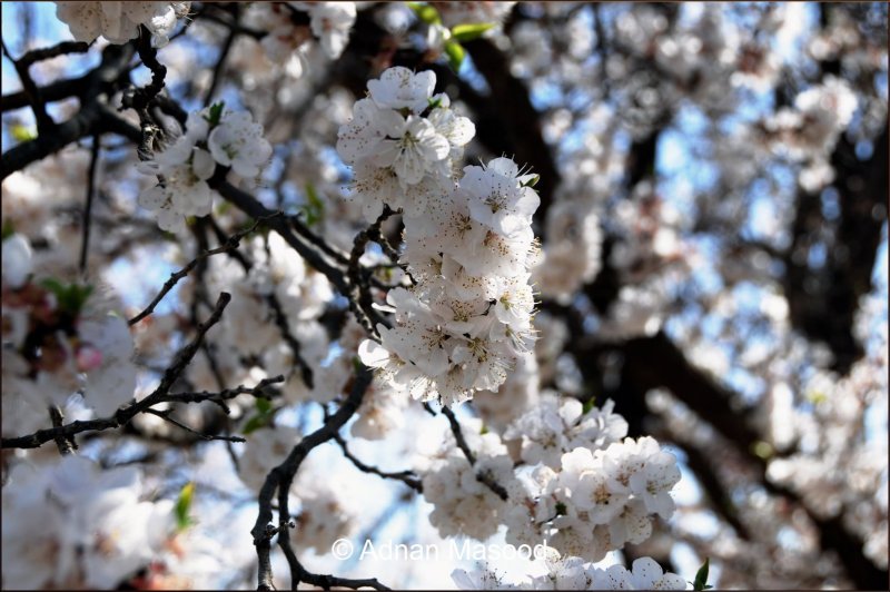 Spring in Al-Hada.jpg