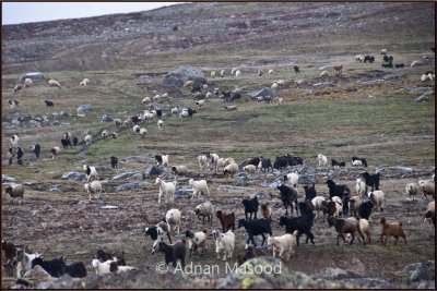 Deosai Top.jpg