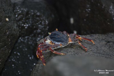 Crab-2.JPG
