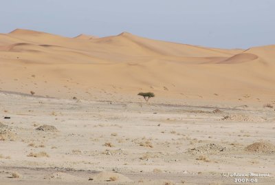 Desert-1.JPG