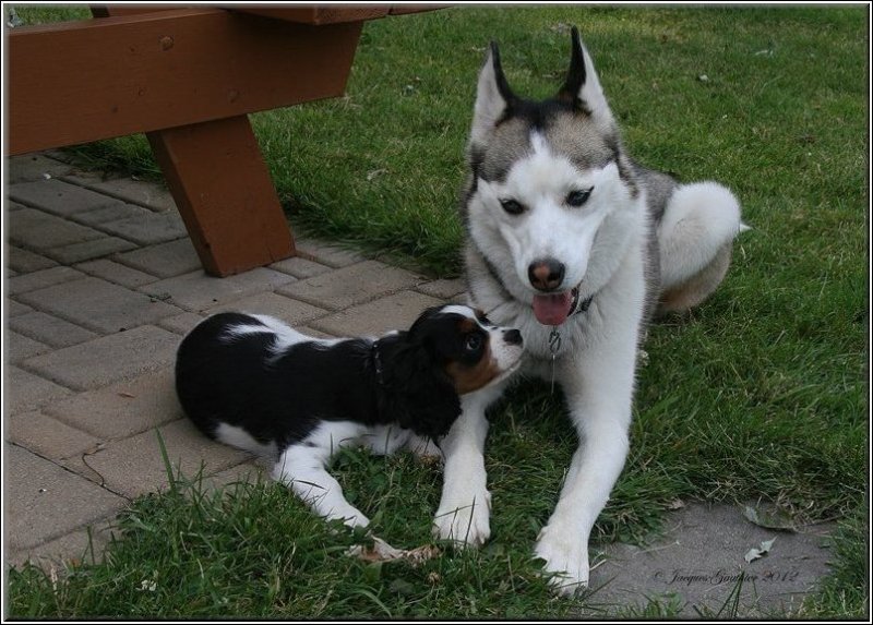  Macha ( Cavalier King Charles ) & Louna ( Husky Sibrien )