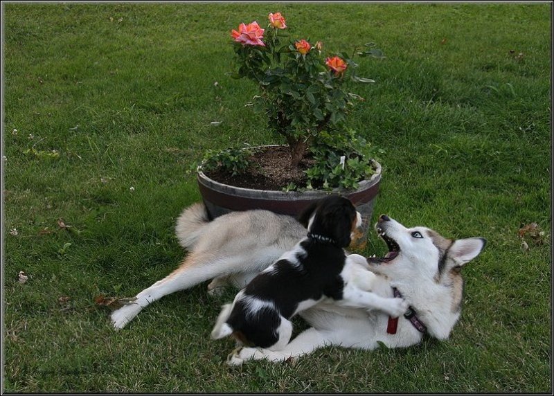  Macha ( Cavalier King Charles ) & Louna ( Husky Sibrien )