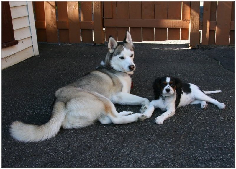  Macha ( Cavalier King Charles ) & Louna ( Husky Sibrien )