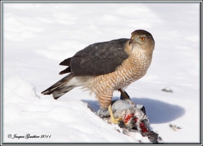 pervier de Cooper ( Cooper's Hawk )