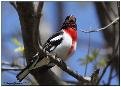 Cardinal  poitrine rose ( Rose-breasted Grosbeak )