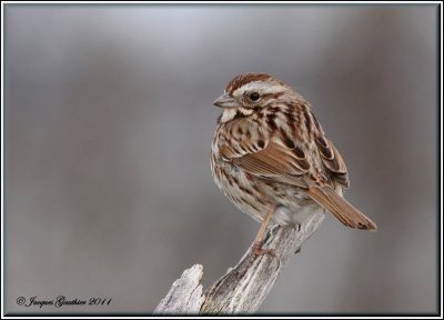 Bruant chanteur ( Song Sparrow )
