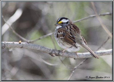 Bruant  gorge blanche ( White-throated Sparrow )