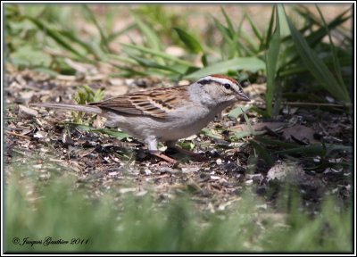 Bruant familier ( Chipping Sparrow )