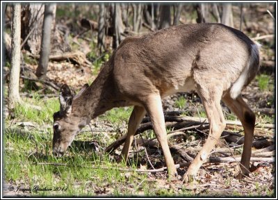 Cerf de Virginie