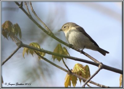 Viro mlodieux ( Warbling Vireo )