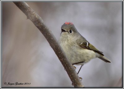Roitelet  couronne rubis ( Ruby-crowned Kinglet )