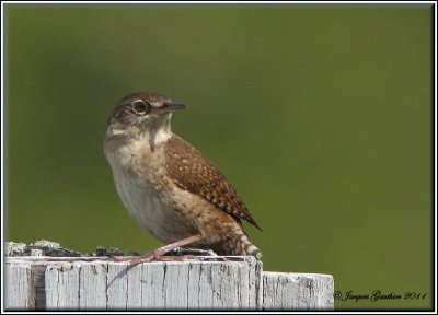 Troglodyte familier ( House Wren )