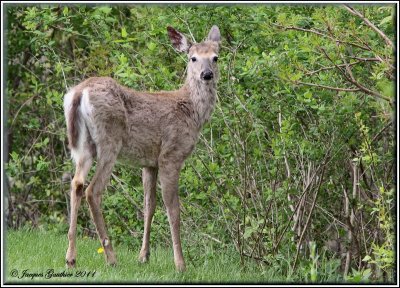 Cerf de Virginie