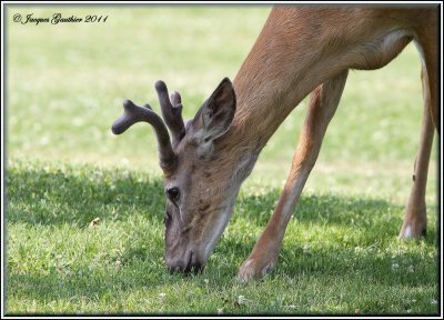 Cerf de Virginie