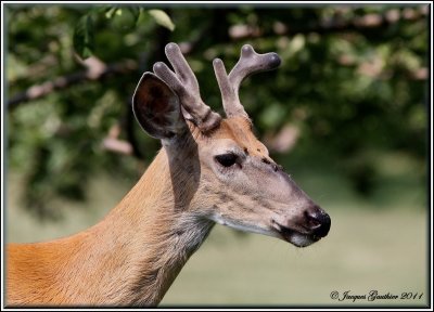 Cerf de Virginie