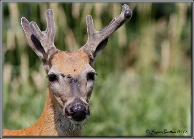 Cerf de Virginie