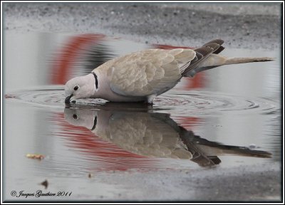  Tourterelle turque (  Eurasian Collared-Dove )