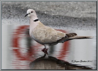  Tourterelle turque (  Eurasian Collared-Dove )