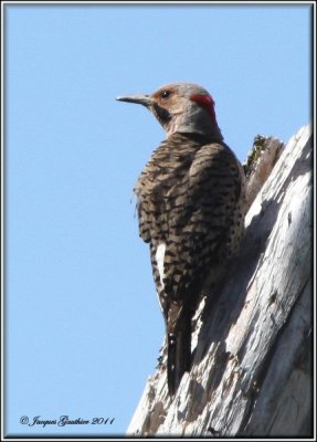 Pic flamboyant ( Common Flicker )