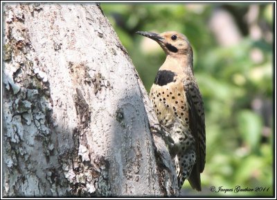 Pic flamboyant ( Common Flicker )