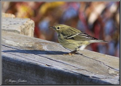 Paruline rayée ( Blackpoll Warbler )