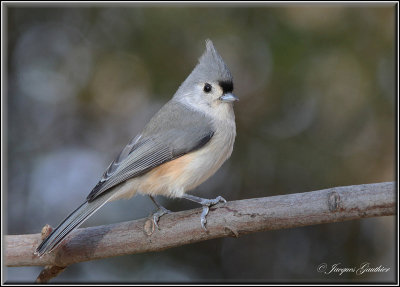 Mésange bicolore (Tufted Titmouse)