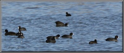  Foulque d'Amrique ( American Coot )