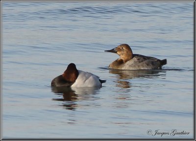 Fuligule  dos blanc ( Canvasback )