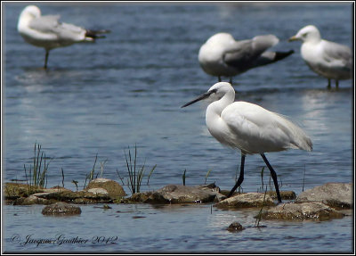 Aigrette garzette ( Little Egret )