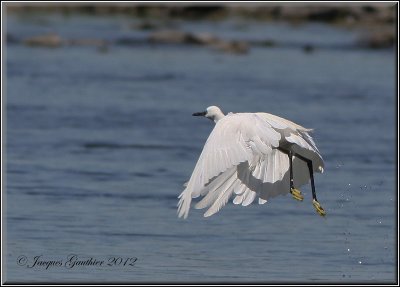 Aigrette garzette ( Little Egret )