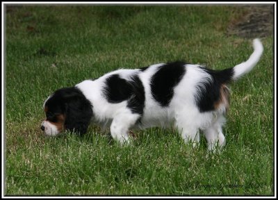 Macha ( Cavalier King Charles )