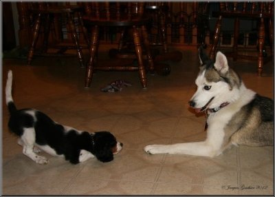  Macha ( Cavalier King Charles ) & Louna ( Husky Sibrien )