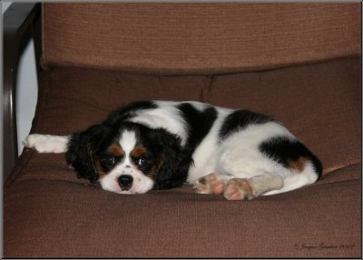 Macha ( Cavalier King Charles )