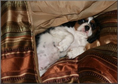 Macha ( Cavalier King Charles )