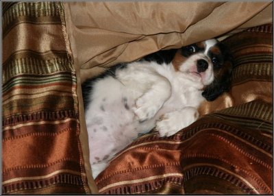  Macha ( Cavalier King Charles )